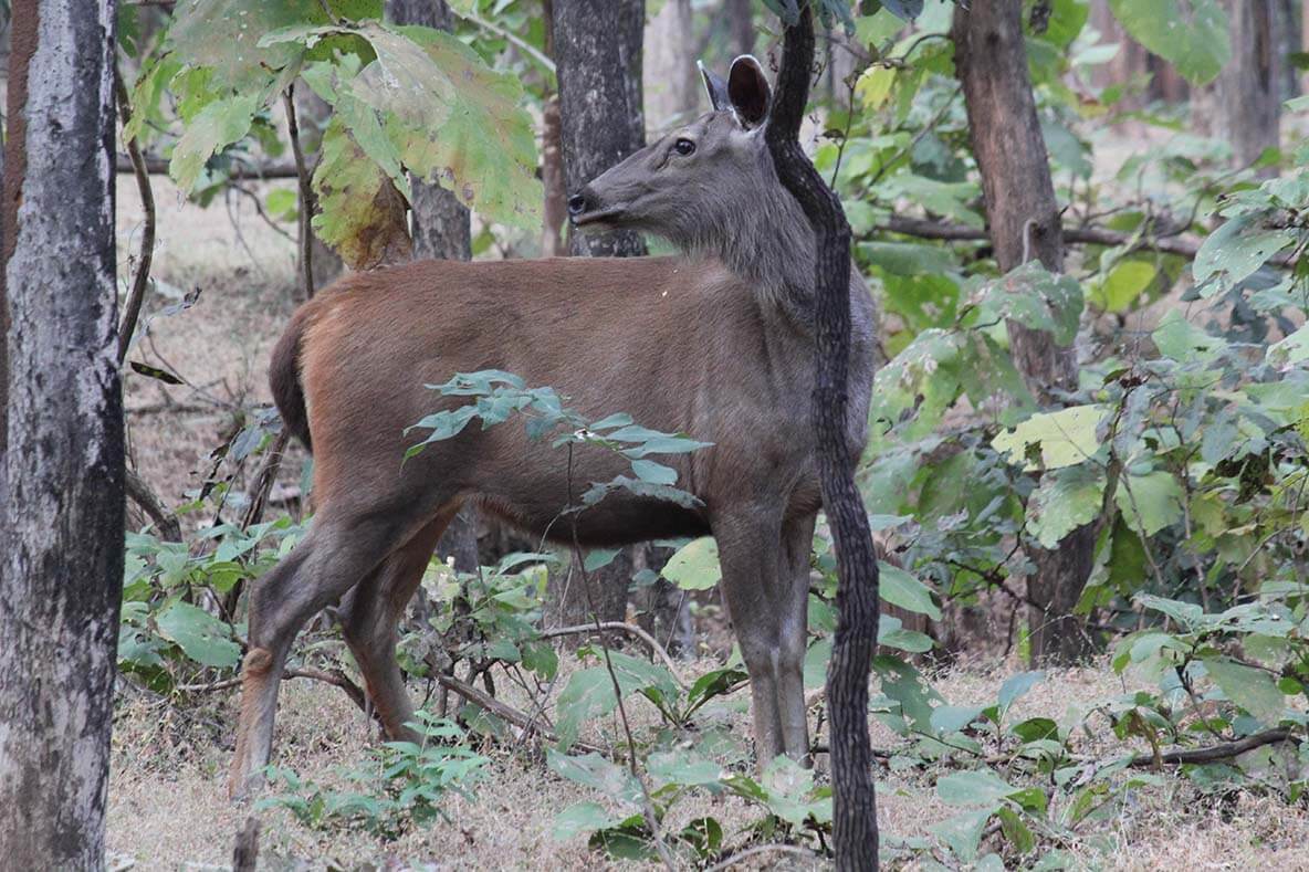 sambar-deer