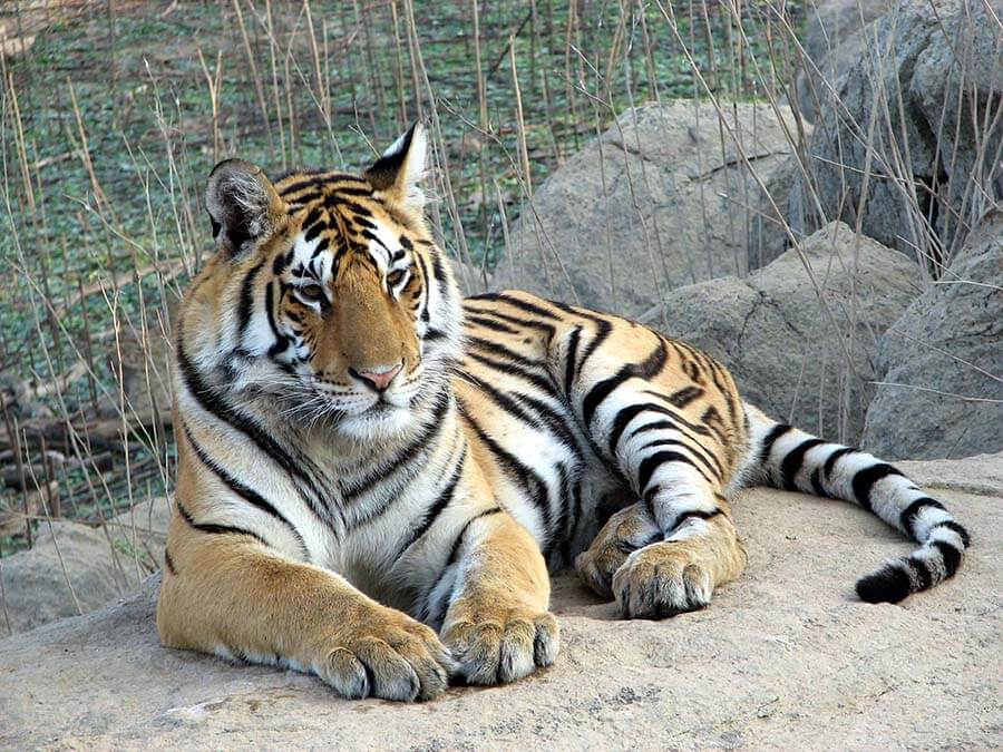 Pench National Park’s Buffer Zone Becomes the Most Favorite Trail for the Tourists